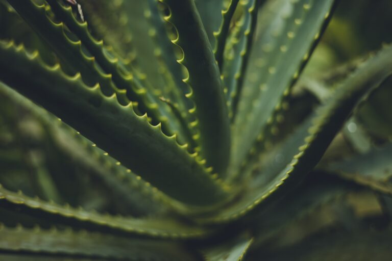 Facts about aloe vera benefits